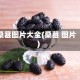桑葚图片大全(桑葚 图片)