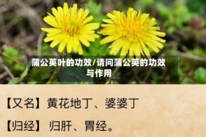 蒲公英叶的功效/请问蒲公英的功效与作用