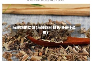 马鞭烧的功效(马鞭烧药材长得是什么样)