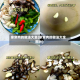 家常肉的做法大全(家常肉的做法大全图片)