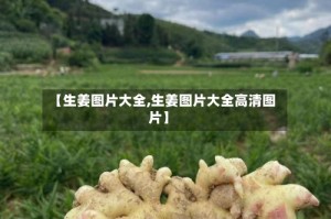 【生姜图片大全,生姜图片大全高清图片】