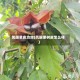 凤眼果皮功效(凤眼果树皮怎么样)