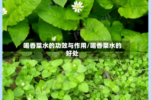 喝香菜水的功效与作用/喝香菜水的好处