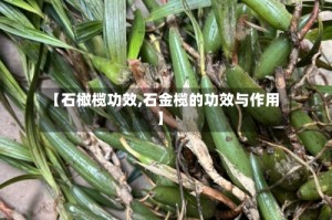 【石橄榄功效,石金榄的功效与作用】