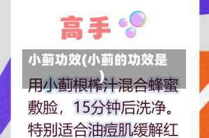 小蓟功效(小蓟的功效是)