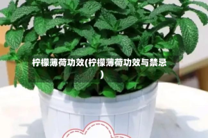 柠檬薄荷功效(柠檬薄荷功效与禁忌)