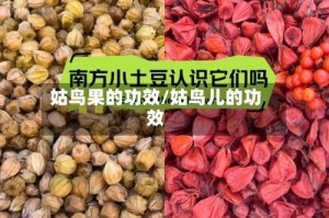 姑鸟果的功效/姑鸟儿的功效