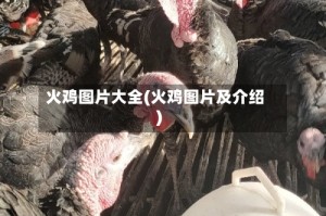 火鸡图片大全(火鸡图片及介绍)
