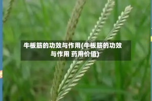 牛板筋的功效与作用(牛板筋的功效与作用 药用价值)