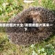刺猬的图片大全/刺猬的图片再来一下