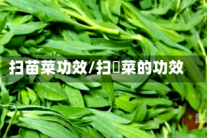 扫苗菜功效/扫箒菜的功效