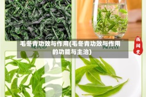毛冬青功效与作用(毛冬青功效与作用的功能与主治)