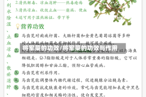 将军菜的功效/将军菜的功效与作用