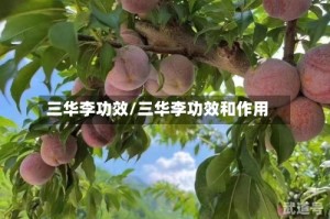 三华李功效/三华李功效和作用