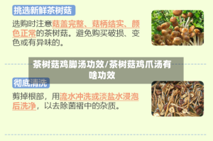 茶树菇鸡脚汤功效/茶树菇鸡爪汤有啥功效