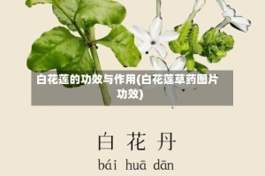 白花莲的功效与作用(白花莲草药图片功效)