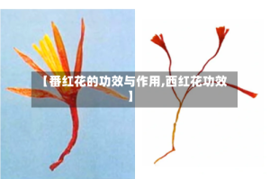 【番红花的功效与作用,西红花功效】