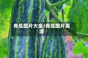 青瓜图片大全/青瓜图片高清