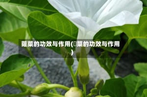 蕹菜的功效与作用(蔊菜的功效与作用)