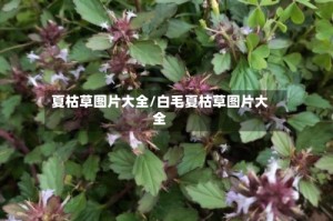 夏枯草图片大全/白毛夏枯草图片大全