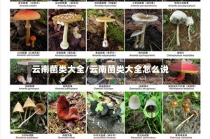 云南菌类大全/云南菌类大全怎么说