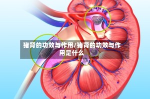 猪肾的功效与作用/猪肾的功效与作用是什么