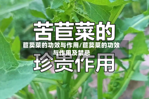 苣荬菜的功效与作用/苣荬菜的功效与作用及禁忌