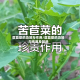 苣荬菜的功效与作用/苣荬菜的功效与作用及禁忌