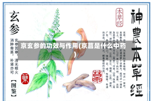 京玄参的功效与作用(京菖是什么中药)