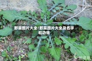 野菜图片大全/野菜图片大全及名字和功效