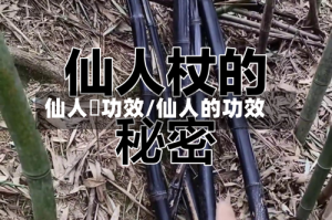 仙人粄功效/仙人的功效