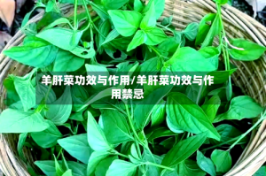羊肝菜功效与作用/羊肝菜功效与作用禁忌