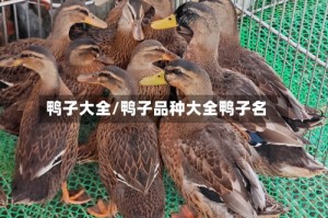 鸭子大全/鸭子品种大全鸭子名