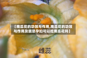 【南瓜花的功效与作用,南瓜花的功效与作用及禁忌孕妇可以吃南瓜花吗】