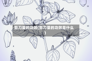 剪刀菜的功效(剪刀菜的功效是什么)