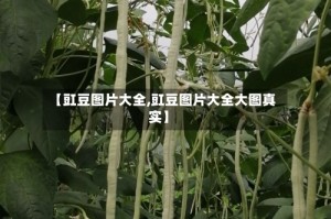 【豇豆图片大全,豇豆图片大全大图真实】