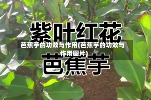 芭蕉芋的功效与作用(芭蕉芋的功效与作用图片)