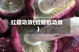 红菇功效(红菇的功效)