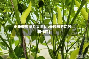 小米辣椒图片大全(小米辣椒的功效和作用)