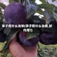 李子有什么功效(李子有什么功效,好作用?)