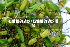 石仙桃的功效/石仙桃的功效搭配