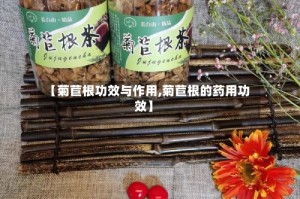 【菊苣根功效与作用,菊苣根的药用功效】