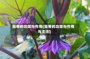 茄蒂的功效与作用(茄蒂的功效与作用与主治)