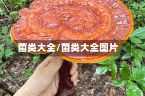 菌类大全/菌类大全图片