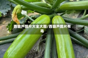 西葫芦图片大全大图/西葫芦图片有毒