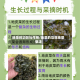 地菜的功效与作用/地菜的功效地菜做法