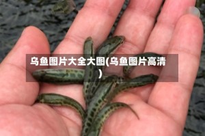 乌鱼图片大全大图(乌鱼图片高清)