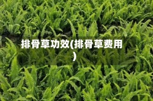 排骨草功效(排骨草费用)