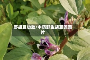 野胡豆功效/中药野生胡豆莲图片