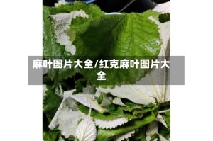麻叶图片大全/红克麻叶图片大全
